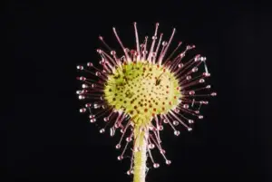 Drosera rotundifolia - στρογγυλόφυλλη δροσέρα σε macro φωτογραφία, φυτό από το οποίο παρασκευάζεται το ομοιοπαθητικό φάρμακο για σπασμωδικό βήχα