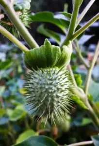 Καρπός φυτού Datura stramonium (Στραμώνιο - Αγκαθόμηλο) - Πηγή του ομοιοπαθητικού φαρμάκου Stramonium