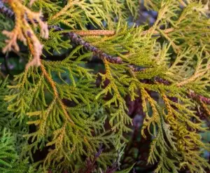 Φύλλα Thuja Occidentalis (Arbor Vitae) - Η πηγή του ομοιοπαθητικού φαρμάκου Thuja.