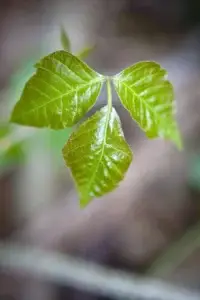 Φύλλα Toxicodendron radicans (poison ivy) — η φυτική πηγή του ομοιοπαθητικού φαρμάκου Rhus Toxicodendron