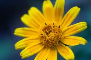 Φυτό Arnica Montana με κίτρινα άνθη - πηγή του ομοιοπαθητικού φαρμάκου για μώλωπες και τραυματισμούς