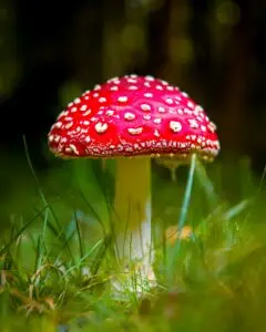 Agaricus Muscarius – μύκητας Amanita muscaria / τικ & άγχος υγείας (ομοιοπαθητικό φάρμακο).