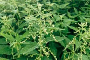 Agnus Castus – φυτό Vitex agnus-castus / εξάντληση (ομοιοπαθητικό φάρμακο).
