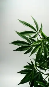 Cannabis Indica – φυτό / αίσθηση αποσύνδεσης & διαστολή χρόνου (ομοιοπαθητικό φάρμακο)
