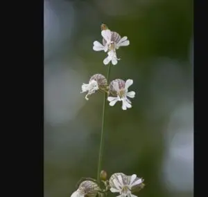 Gratiola – φυτό γρατιόλα / γαστρεντερικά & νευρική ένταση (ομοιοπαθητικό φάρμακο)