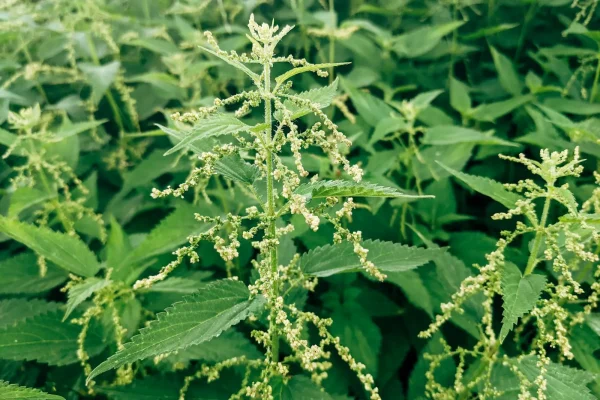 Agnus Castus – φυτό Vitex agnus-castus / εξάντληση (ομοιοπαθητικό φάρμακο).